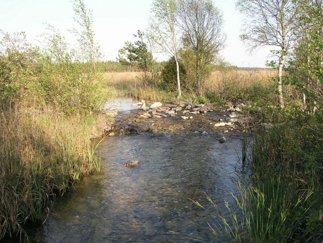 Maakond: Saaremaa Veekogu nimi: Vanakubja oja Pildistamise aeg: 24. mai 2009 Pildistaja: H. Timm Pildistamise koht: teadmata Asimuut: