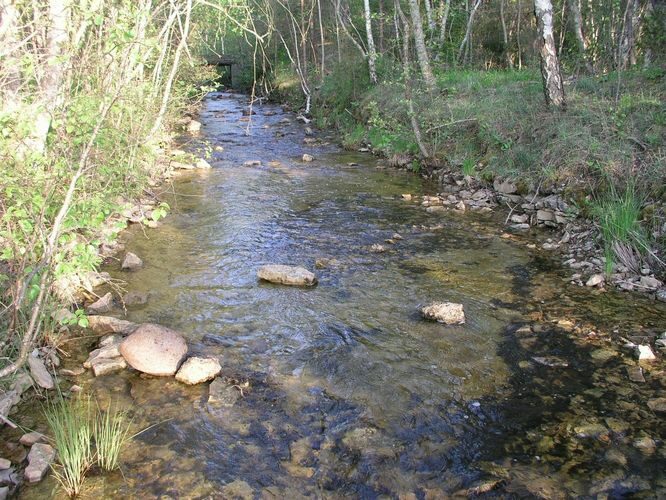 Maakond: Saaremaa Veekogu nimi: Vanakubja oja Pildistamise aeg: 27. mai 2009 Pildistaja: H. Timm Pildistamise koht: teadmata Asimuut: