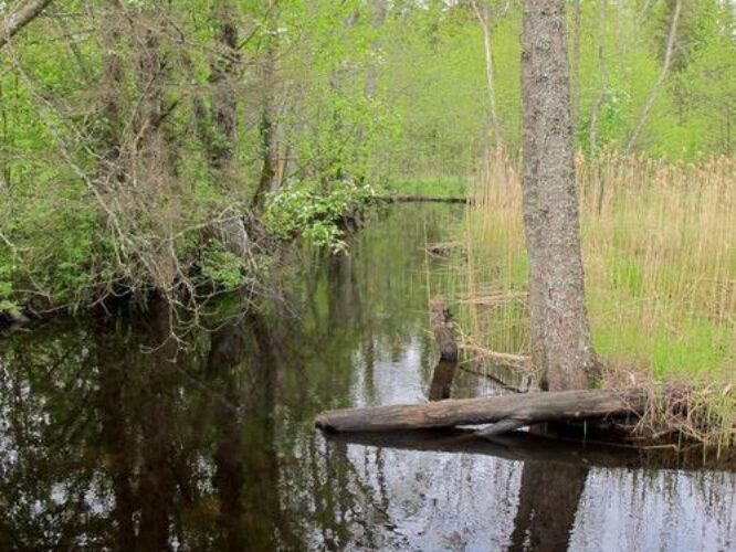 Maakond: Raplamaa Veekogu nimi: Vändra jõgi Pildistamise aeg: 20. mai 2012 Pildistaja: H. Timm Pildistamise koht: enne Imsi suuet Asimuut: