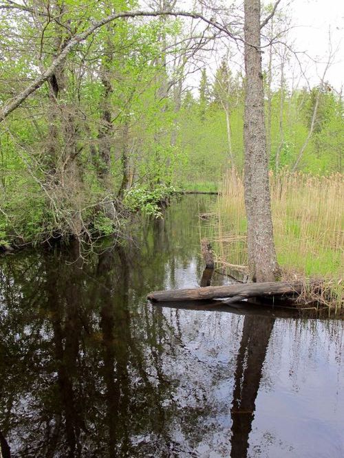 Maakond: Raplamaa Veekogu nimi: Vändra jõgi Pildistamise aeg: 20. mai 2012 Pildistaja: H. Timm Pildistamise koht: enne Imsi suuet Asimuut: