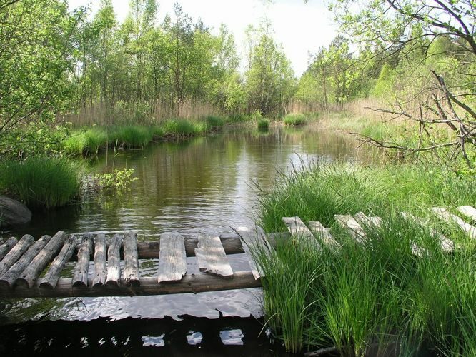 Maakond: Raplamaa Veekogu nimi: Vardi jõgi Pildistamise aeg: 22. mai 2008 Pildistaja: H. Timm Pildistamise koht: Põlli Asimuut: