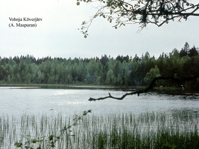 Maakond: Lääne-Virumaa Veekogu nimi: Vatku Kõverjärv Pildistamise aeg: teadmata Pildistaja: A. Maspuran Pildistamise koht: teadmata Asimuut: