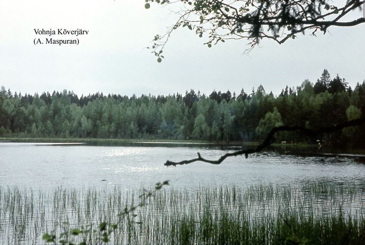 Maakond: Lääne-Virumaa Veekogu nimi: Vatku Kõverjärv Pildistamise aeg: teadmata Pildistaja: A. Maspuran Pildistamise koht: teadmata Asimuut: