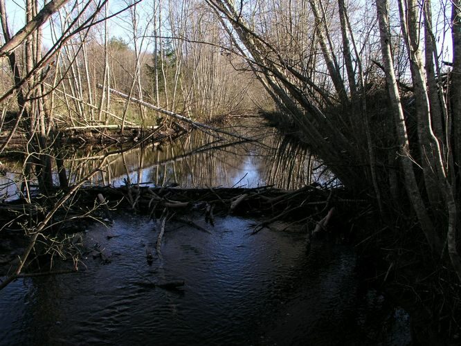 Maakond: Pärnumaa Veekogu nimi: Veelikse oja Pildistamise aeg: 26. aprill 2008 Pildistaja: H. Timm Pildistamise koht: teadmata Asimuut: