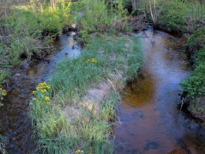 Maakond: Saaremaa Veekogu nimi: Vesiku oja Pildistamise aeg: 21. mai 2011 Pildistaja: H. Timm Pildistamise koht: Vedruka - Viidu sild Asimuut: