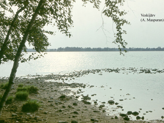 Maakond: Läänemaa Veekogu nimi: Veskijärv Pildistamise aeg: teadmata Pildistaja: A. Maspuran Pildistamise koht: teadmata Asimuut: