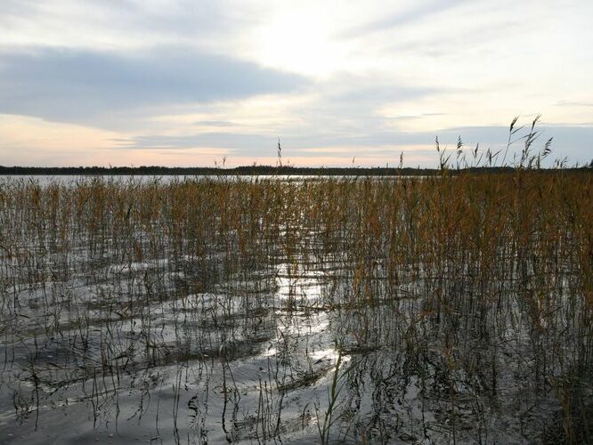 Maakond: Läänemaa Veekogu nimi: Veskijärv Pildistamise aeg: 26. september 2008 Pildistaja: H. Timm Pildistamise koht: teadmata Asimuut: