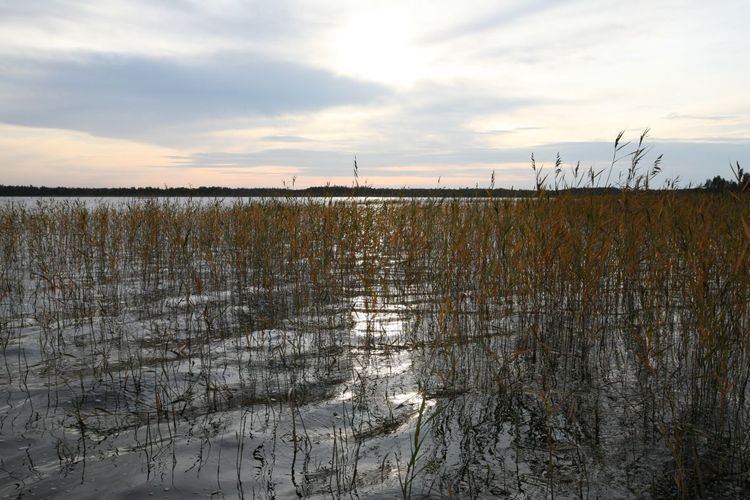 Maakond: Läänemaa Veekogu nimi: Veskijärv Pildistamise aeg: 26. september 2008 Pildistaja: H. Timm Pildistamise koht: teadmata Asimuut: