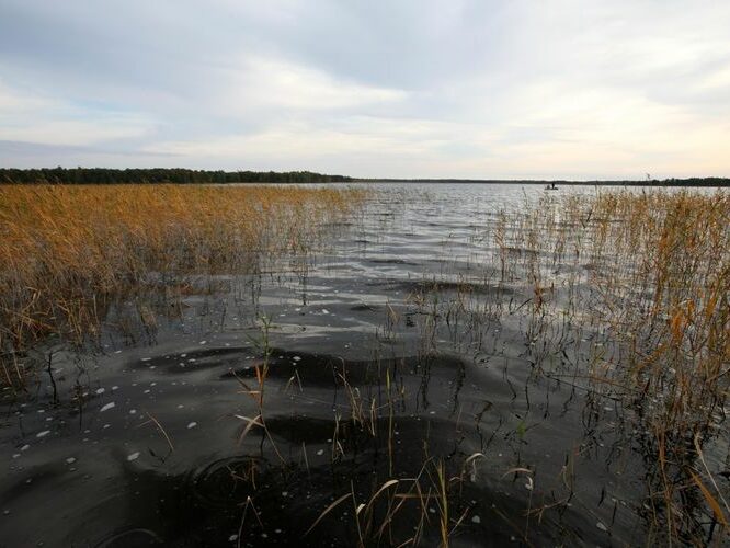 Maakond: Läänemaa Veekogu nimi: Veskijärv Pildistamise aeg: 26. september 2008 Pildistaja: H. Timm Pildistamise koht: teadmata Asimuut: