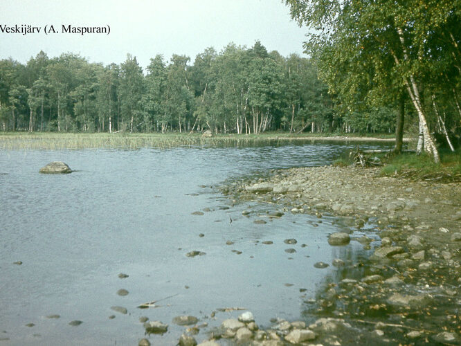 Maakond: Läänemaa Veekogu nimi: Veskijärv Pildistamise aeg: teadmata Pildistaja: A. Maspuran Pildistamise koht: teadmata Asimuut: