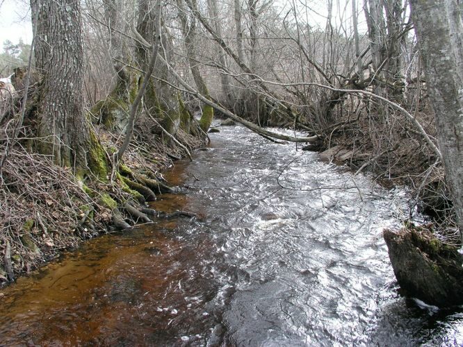 Maakond: Läänemaa Veekogu nimi: Veskijõgi Pildistamise aeg: 19. aprill 2006 Pildistaja: H. Timm Pildistamise koht: Vaisi Asimuut: