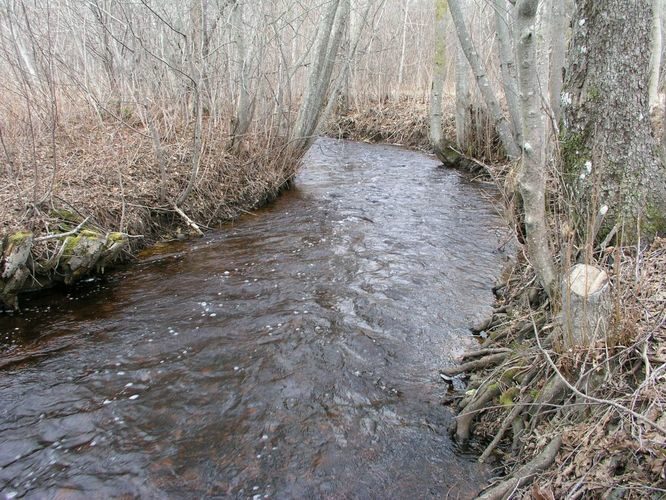 Maakond: Läänemaa Veekogu nimi: Veskijõgi Pildistamise aeg: 19. aprill 2006 Pildistaja: H. Timm Pildistamise koht: Vaisi Asimuut: