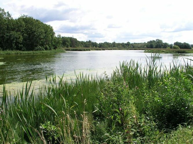 Maakond: Lääne-Virumaa Veekogu nimi: Vetiku Suurjärv Pildistamise aeg: 7. august 2008 Pildistaja: H. Timm Pildistamise koht: teadmata Asimuut: