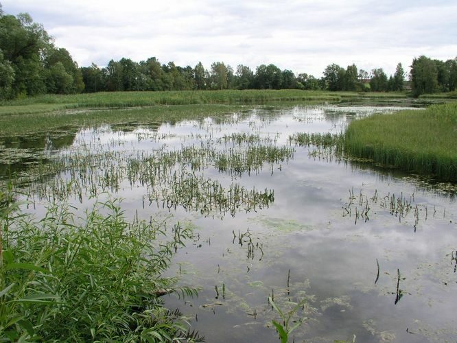 Maakond: Lääne-Virumaa Veekogu nimi: Vetiku Väikejärv Pildistamise aeg: 7. august 2008 Pildistaja: H. Timm Pildistamise koht: teadmata Asimuut: