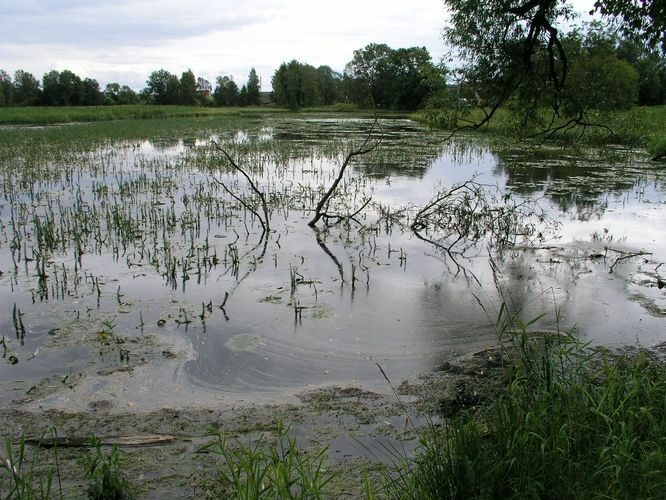 Maakond: Lääne-Virumaa Veekogu nimi: Vetiku Väikejärv Pildistamise aeg: 7. august 2008 Pildistaja: H. Timm Pildistamise koht: teadmata Asimuut: