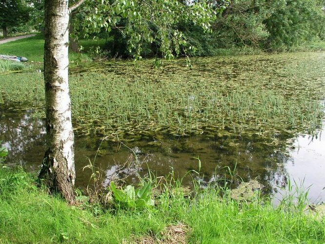 Maakond: Lääne-Virumaa Veekogu nimi: Vetiku Väikejärv Pildistamise aeg: 7. august 2008 Pildistaja: H. Timm Pildistamise koht: teadmata Asimuut: