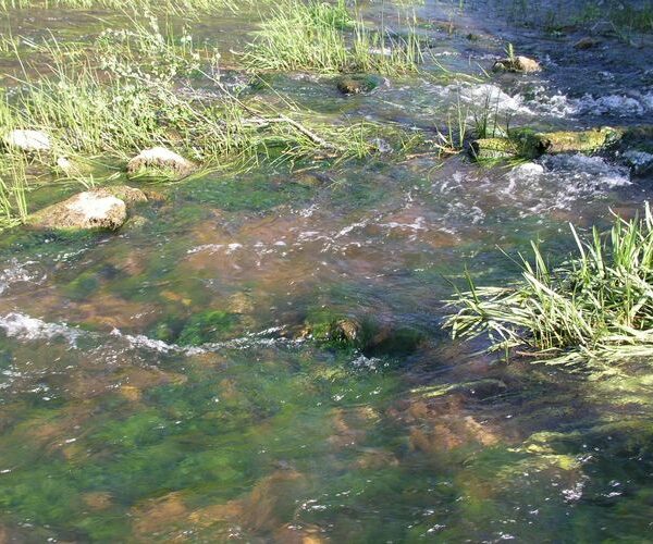 Maakond: Raplamaa Veekogu nimi: Vigala jõgi Pildistamise aeg: 17. mai 2009 Pildistaja: H. Timm Pildistamise koht: Vana-Vigala Asimuut: