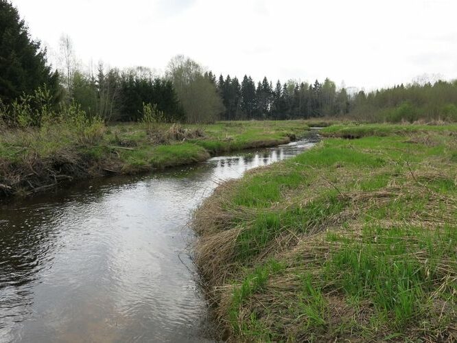 Maakond: Raplamaa Veekogu nimi: Vigala jõgi Pildistamise aeg: 12. mai 2013 Pildistaja: H. Timm Pildistamise koht: Parila Asimuut: