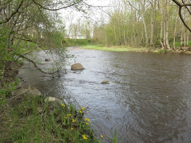 Maakond: Läänemaa Veekogu nimi: Vihterpalu jõgi Pildistamise aeg: 14. mai 2014 Pildistaja: H. Timm Pildistamise koht: Vihterpalu Asimuut: