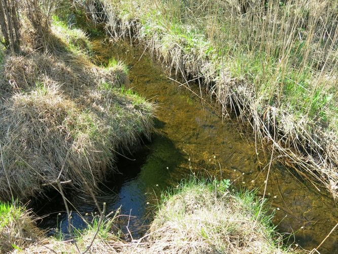 Maakond: Saaremaa Veekogu nimi: Viidumäe allikas Pildistamise aeg: 22. mai 2014 Pildistaja: H. Timm Pildistamise koht: teadmata Asimuut: