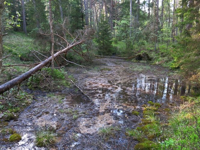 Maakond: Saaremaa Veekogu nimi: Viidumäe allikas Pildistamise aeg: 22. mai 2014 Pildistaja: H. Timm Pildistamise koht: teadmata Asimuut: