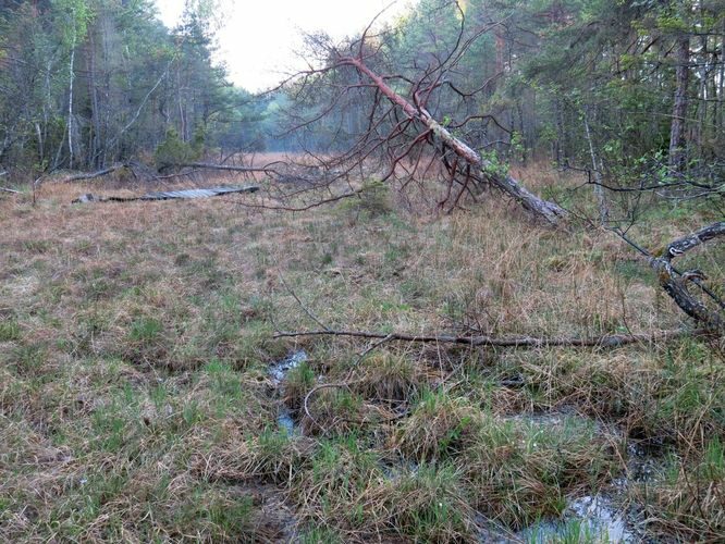 Maakond: Saaremaa Veekogu nimi: Viidumäe allikas Pildistamise aeg: 22. mai 2014 Pildistaja: H. Timm Pildistamise koht: teadmata Asimuut: