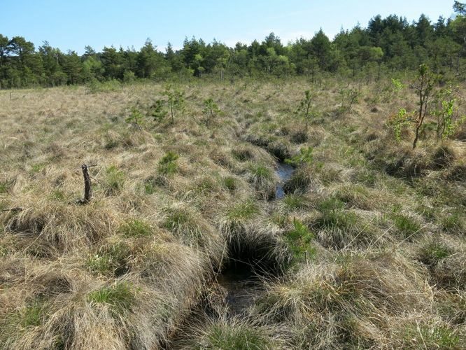 Maakond: Saaremaa Veekogu nimi: Viidumäe allikas Pildistamise aeg: 22. mai 2014 Pildistaja: H. Timm Pildistamise koht: teadmata Asimuut: