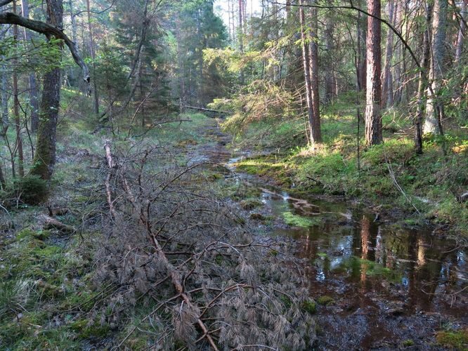 Maakond: Saaremaa Veekogu nimi: Viidumäe allikas Pildistamise aeg: 22. mai 2014 Pildistaja: H. Timm Pildistamise koht: teadmata Asimuut: