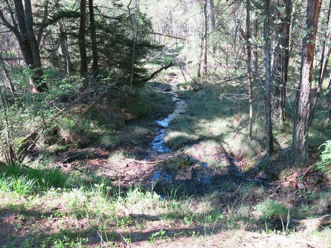 Maakond: Saaremaa Veekogu nimi: Viidumäe allikas Pildistamise aeg: 22. mai 2014 Pildistaja: H. Timm Pildistamise koht: teadmata Asimuut: