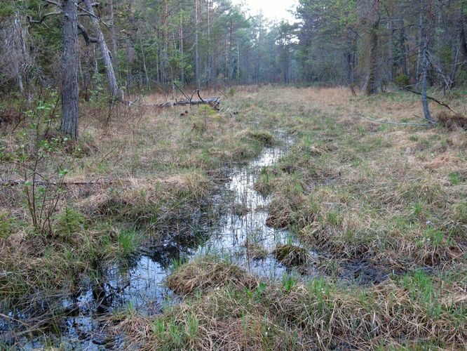 Maakond: Saaremaa Veekogu nimi: Viidumäe allikas Pildistamise aeg: 22. mai 2014 Pildistaja: H. Timm Pildistamise koht: teadmata Asimuut: