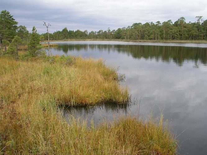 Maakond: Ida-Virumaa Veekogu nimi: Viinamärdi järv Pildistamise aeg: 12. september 2007 Pildistaja: H. Timm Pildistamise koht: teadmata Asimuut: