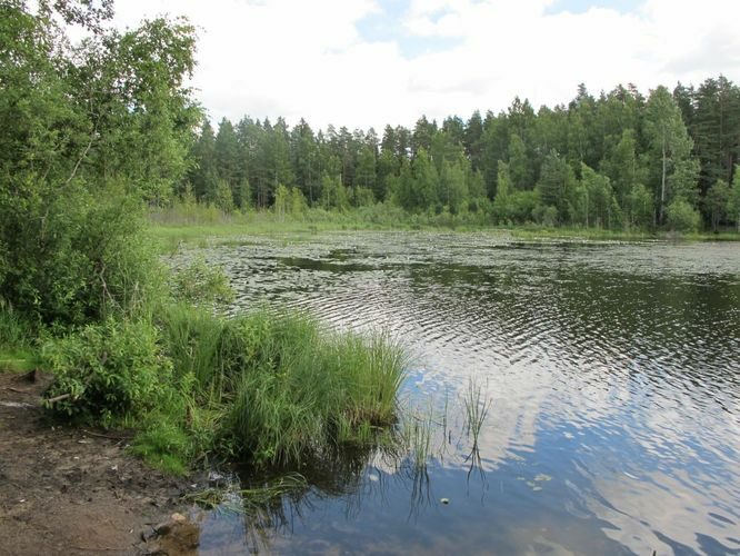 Maakond: Lääne-Virumaa Veekogu nimi: Viitna Linajärv Pildistamise aeg: 17. juuli 2011 Pildistaja: H. Timm Pildistamise koht: teadmata Asimuut: