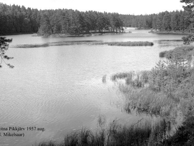 Maakond: Lääne-Virumaa Veekogu nimi: Viitna Pikkjärv Pildistamise aeg: august 1957 Pildistaja: N. Mikelsaar Pildistamise koht: S kaldalt Asimuut: N