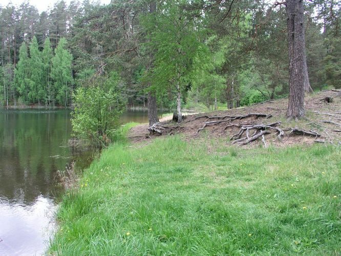 Maakond: Lääne-Virumaa Veekogu nimi: Viitna Pikkjärv Pildistamise aeg: 30. mai 2005 Pildistaja: H. Timm Pildistamise koht: teadmata Asimuut: