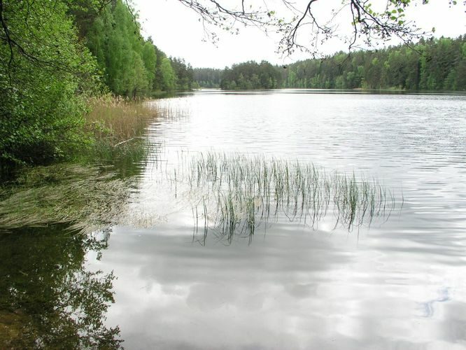 Maakond: Lääne-Virumaa Veekogu nimi: Viitna Pikkjärv Pildistamise aeg: 30. mai 2005 Pildistaja: H. Timm Pildistamise koht: teadmata Asimuut: