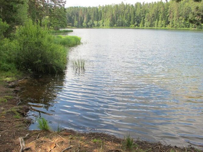 Maakond: Lääne-Virumaa Veekogu nimi: Viitna Pikkjärv Pildistamise aeg: 17. juuli 2011 Pildistaja: H. Timm Pildistamise koht: teadmata Asimuut: