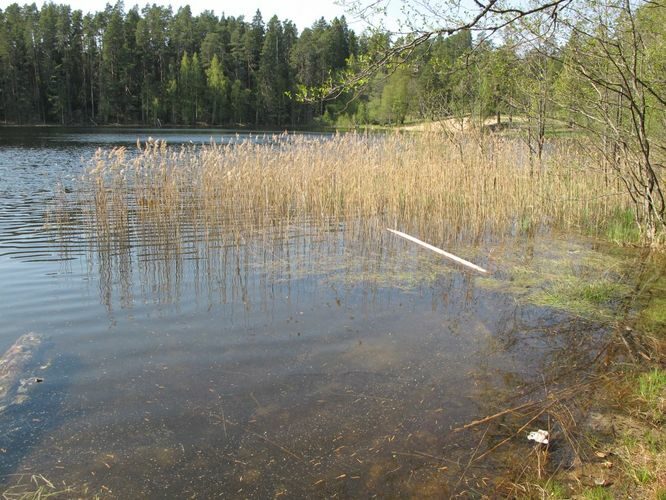 Maakond: Lääne-Virumaa Veekogu nimi: Viitna Pikkjärv Pildistamise aeg: 16. mai 2012 Pildistaja: H. Timm Pildistamise koht: teadmata Asimuut: