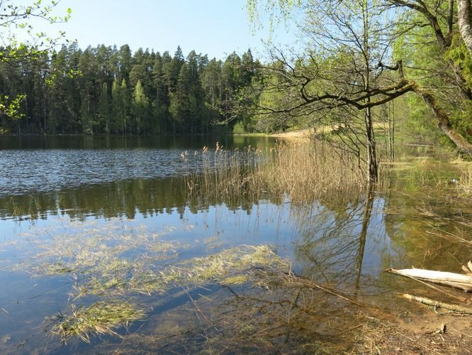 Maakond: Ida-Virumaa Veekogu nimi: Viitna Pikkjärv Pildistamise aeg: 15. mai 2013 Pildistaja: H. Timm Pildistamise koht: teadmata Asimuut: