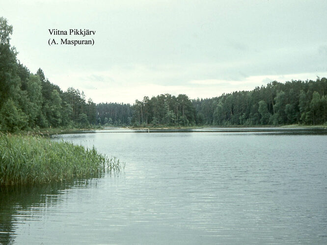 Maakond: Lääne-Virumaa Veekogu nimi: Viitna Pikkjärv Pildistamise aeg: teadmata Pildistaja: A. Maspuran Pildistamise koht: N kaldalt Asimuut: SSW