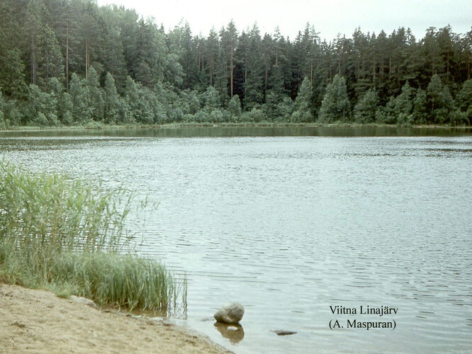 Maakond: Lääne-Virumaa Veekogu nimi: Viitna Pikkjärv Pildistamise aeg: teadmata Pildistaja: A. Maspuran Pildistamise koht: SE kaldalt Asimuut: WNW