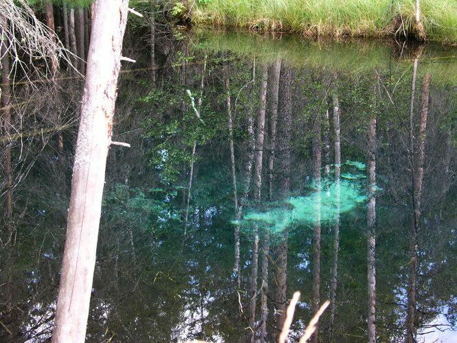 Maakond: Järvamaa Veekogu nimi: Vilbaste allikas Pildistamise aeg: august 2003 Pildistaja: H. Timm Pildistamise koht: teadmata Asimuut: