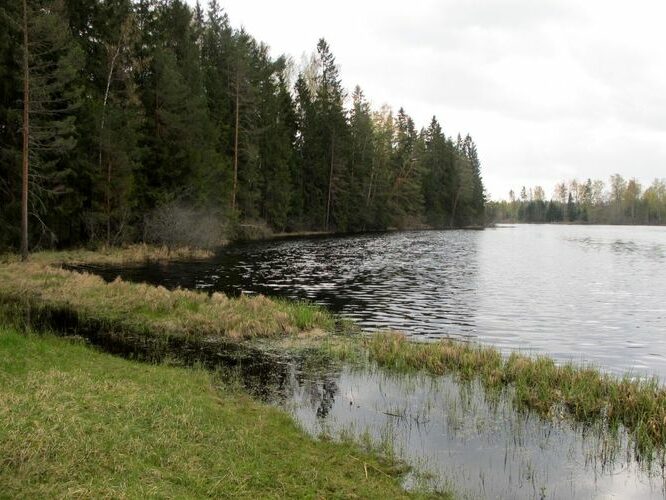 Maakond: Põlvamaa Veekogu nimi: Viroste järv Pildistamise aeg: 5. mai 2012 Pildistaja: H. Timm Pildistamise koht: teadmata Asimuut: