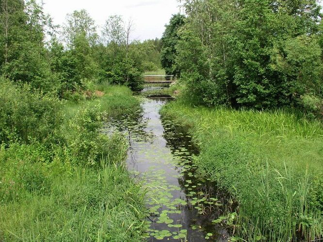 Maakond: Põlvamaa Veekogu nimi: Võhandu jõgi Pildistamise aeg: 3. juuli 2008 Pildistaja: H. Timm Pildistamise koht: Ritsike Asimuut: