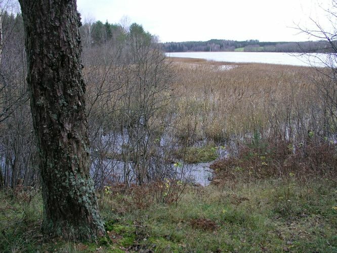 Maakond: Põlvamaa Veekogu nimi: Võhandu jõgi Pildistamise aeg: 1. november 2008 Pildistaja: H. Timm Pildistamise koht: Jõksi järve väljavool Asimuut: