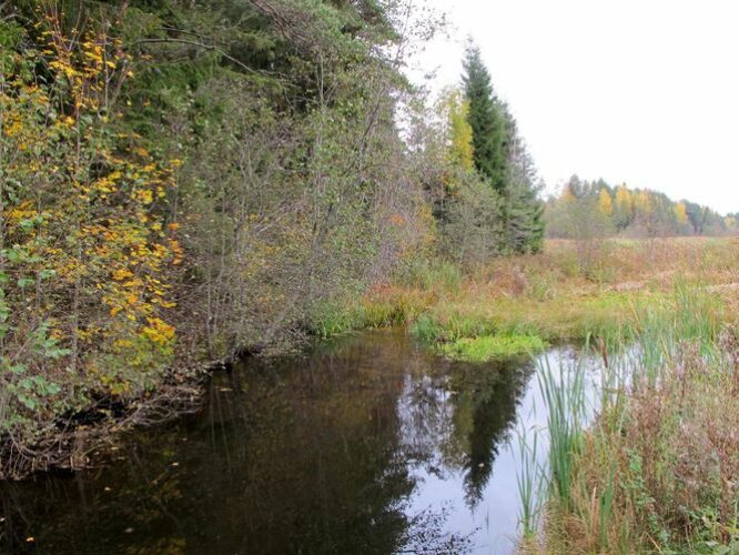 Maakond: Põlvamaa Veekogu nimi: Võhandu jõgi Pildistamise aeg: 8. oktoober 2011 Pildistaja: H. Timm Pildistamise koht: Hino Asimuut: