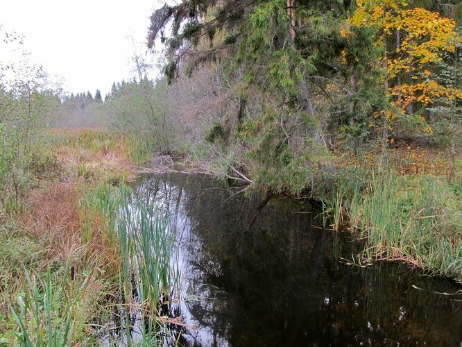 Maakond: Põlvamaa Veekogu nimi: Võhandu jõgi Pildistamise aeg: 8. oktoober 2011 Pildistaja: H. Timm Pildistamise koht: Hino Asimuut: