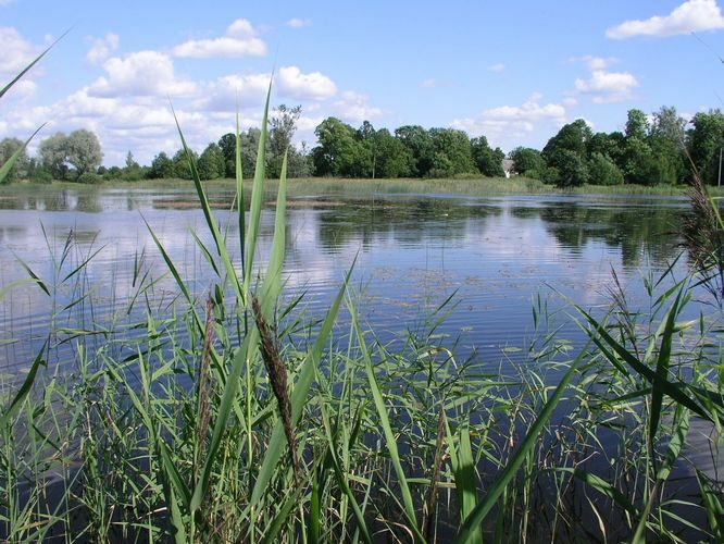 Maakond: Jõgevamaa Veekogu nimi: Võisiku peakraav Pildistamise aeg: 30. juuli 2009 Pildistaja: H. Timm Pildistamise koht: Võisiku paisjärv Asimuut: