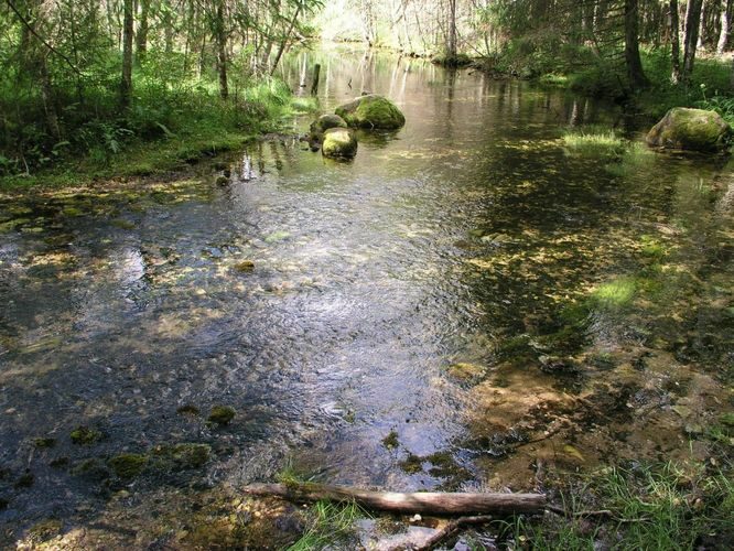 Maakond: Järvamaa Veekogu nimi: Võlingi allikas Pildistamise aeg: august 2003 Pildistaja: H. Timm Pildistamise koht: teadmata Asimuut: