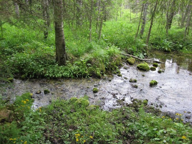 Maakond: Järvamaa Veekogu nimi: Võlingi allikas Pildistamise aeg: 2. juuli 2010 Pildistaja: H. Timm Pildistamise koht: teadmata Asimuut: