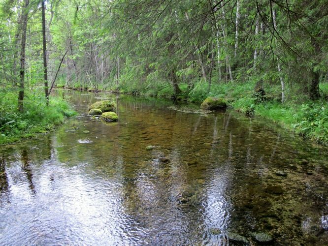 Maakond: Järvamaa Veekogu nimi: Võlingi allikas Pildistamise aeg: 2. juuli 2010 Pildistaja: H. Timm Pildistamise koht: teadmata Asimuut: